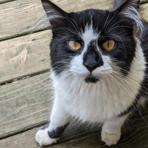 Lost Cat Wren