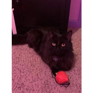 Lost Cat Bagheera