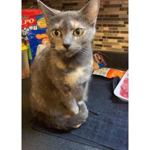 Lost Cat Kitty