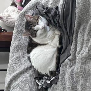 Lost Cat Princess