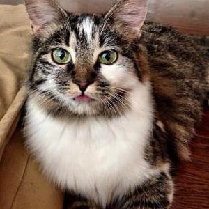 Lost Cat Lily