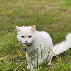 Lost Cat Theo