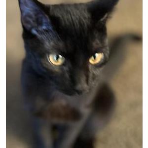 Lost Cat Black-Black