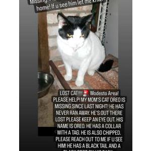 Lost Cat Oreo