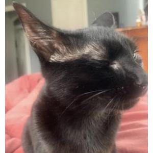 Lost Cat lana