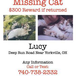 Lost Cat Lucy