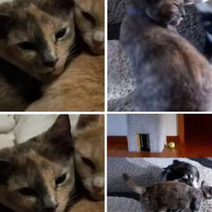 Image of Harley, Lost Cat