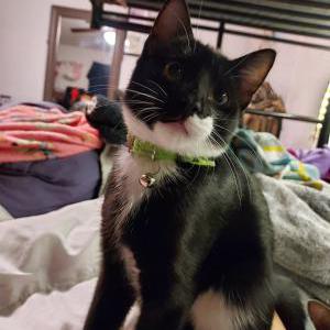 Lost Cat Osiris