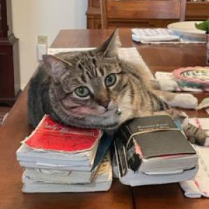 Lost Cat Danielle