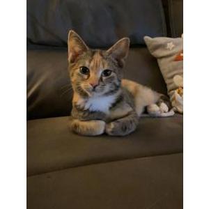 Lost Cat Mollie