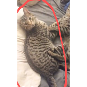 Lost Cat Jax