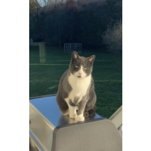 Lost Cat Dale
