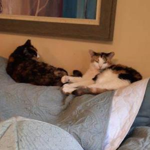 Lost Cat Bella