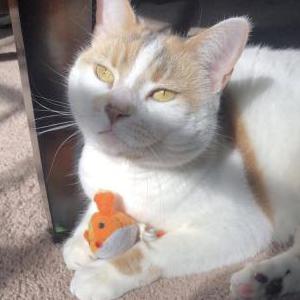 Lost Cat Mocha