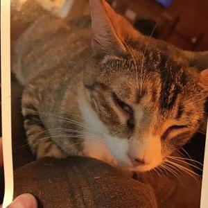 Lost Cat Nubbie