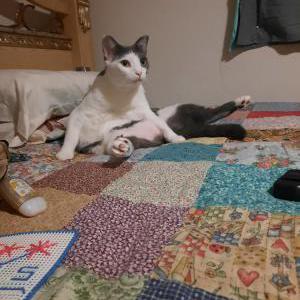 Lost Cat Cleo