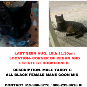 Lost Cat Lana