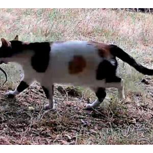 Lost Cat Purrsimmon