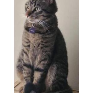 Lost Cat Tigger