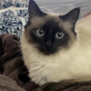 Lost Cat Luna