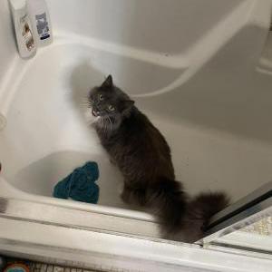 Image of Fuzzy, Lost Cat
