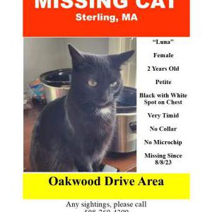 Lost Cat Luna