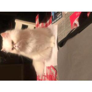 Lost Cat Bella