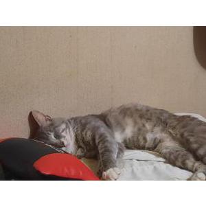 Image of Merlin, Lost Cat