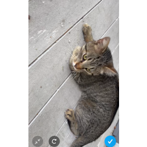 Lost Cat Sully