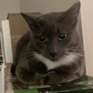 Lost Cat Little Grey