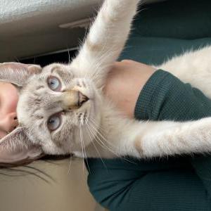 Image of Miyo, Lost Cat