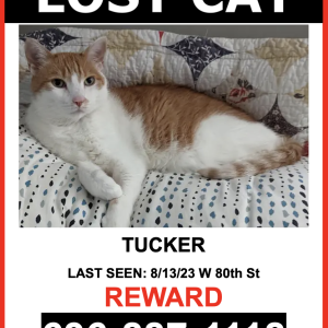 Lost Cat TUCKER