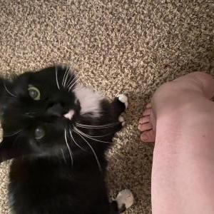 Lost Cat Mittens