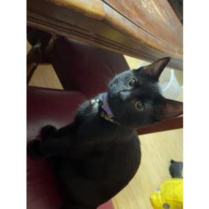 Lost Cat Nova