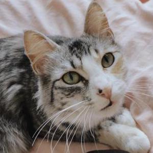 Image of chloe, Lost Cat