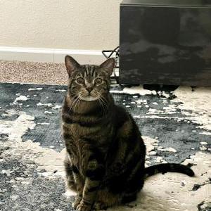 Lost Cat Lucky