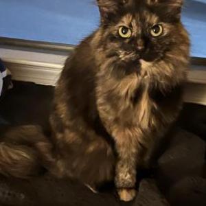 Lost Cat Athena