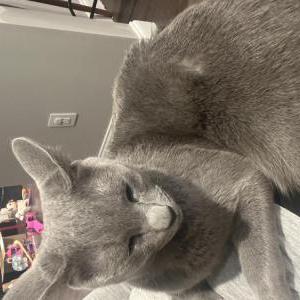 Lost Cat Gnocchi