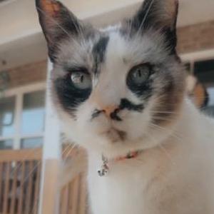 Lost Cat Mia
