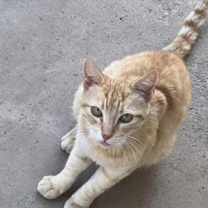 Image of Leovanni, Lost Cat