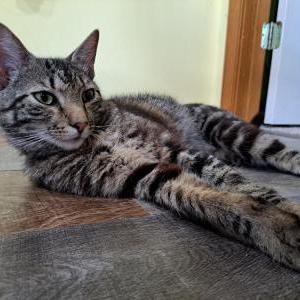 Lost Cat Amenadiel