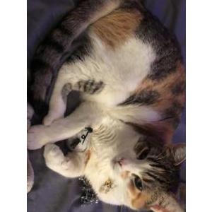 Lost Cat Dumpling
