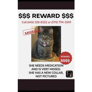 Image of Ebby, Lost Cat