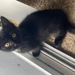 Image of Luna, Lost Cat