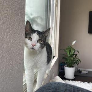 Lost Cat DiDi