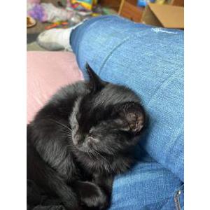 Lost Cat Abby hayden