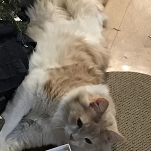 Image of Champ, Lost Cat