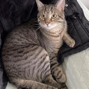 Lost Cat Milo