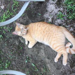 Lost Cat Grayson