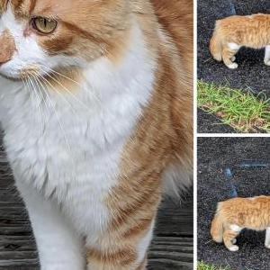 Found Cat Unknown